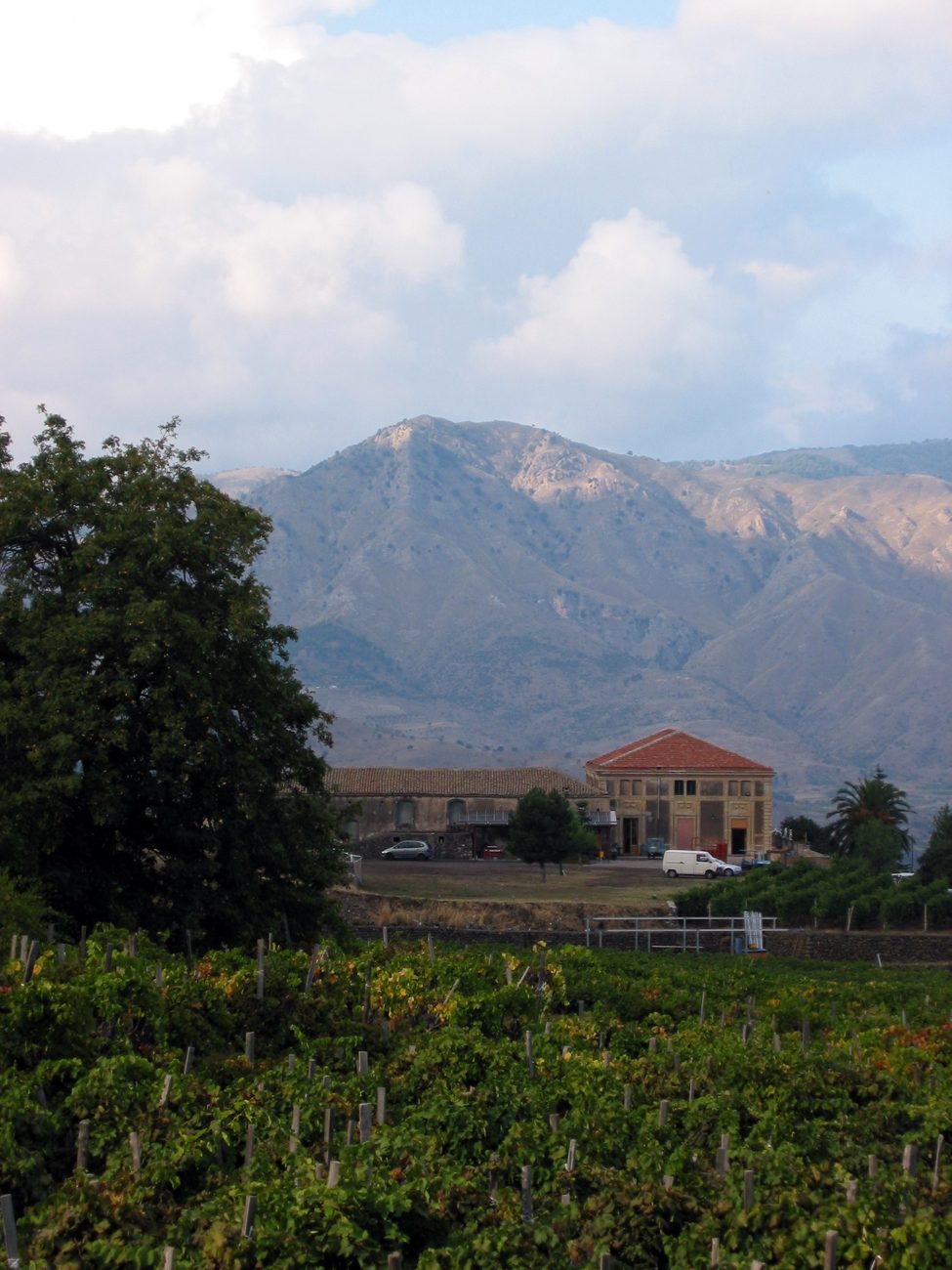 Vinyes de l'Etna